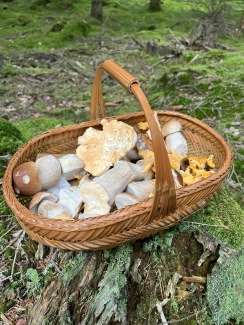 Höst hos Biopaten i Mellbystrand