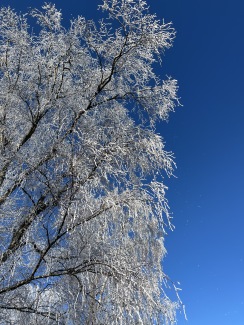 Höst hos Biopaten i Mellbystrand