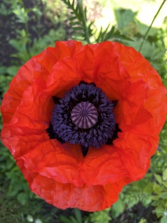 Höst hos Biopaten i Mellbystrand