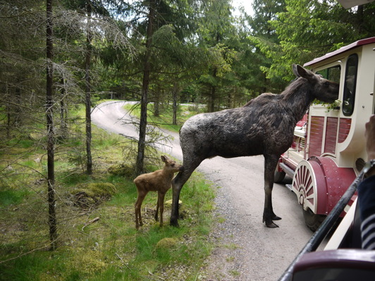 Smålandet Älgpark i Markaryd är nog Sveriges bästa . Åk safaritåg eller kör egen bil. Smålandet Älgpark i Markaryd är nog Sveriges bästa . Åk safaritåg eller kör egen bil.