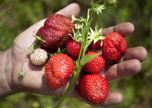 fotograferade olika sorters jordgubbar åt Land Lantbruk i Halland.