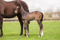 Reliable Man x Black Cat filly-4