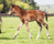 Reliable lMan x Consumer filly-16 