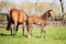 Reliable Man x Rosey Dane filly-1