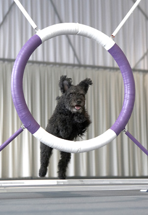 agility pumi agility pumi