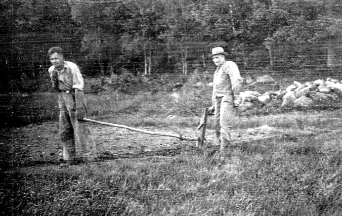 Sonen Harald drar kroken och hans far Karl Johan håller i. Kupar potatis och betor. 1930-tal. Foto från Verna Anderssons samling