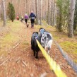 Löp och fys träning med hund