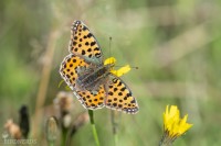 Storfläckig pärlemorfjäril-6814