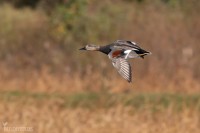 Snatterand-0045