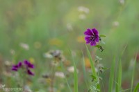 Malva-8478