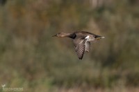 Snatterand-0042