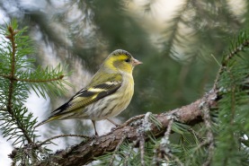 Grönsiska-7996