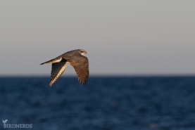 Duvhök-9646
