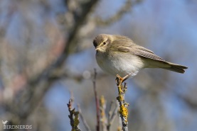 Lövsångare-7013