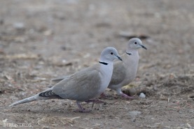 Turkduva-6542