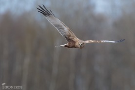 Brun kärrhök-4278