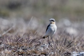 Stenskvätta-9732