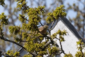 Ortolansparv-9960