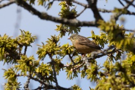 Ortolansparv-9935