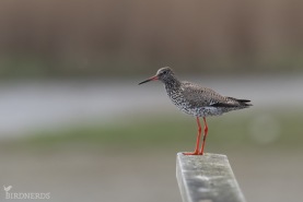 Rödbena-9309