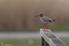 Rödbena-9303