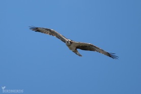 Fiskgjuse-2820