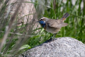 Blåhake-4671