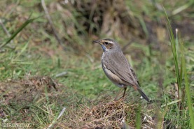 Blåhake-4607