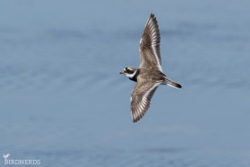 Större strandpipare-5572