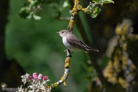 Mindre flugsnappare-5714