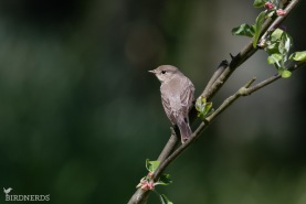 Mindre flugsnappare-5654