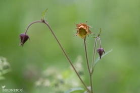 Humleblomster-6615