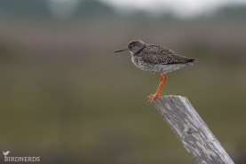 Rödbena-0286