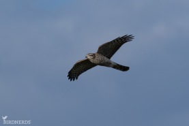 Sparvhök-0353