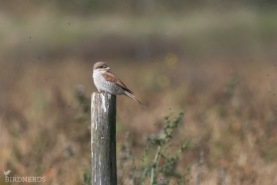 Törnskata-6408