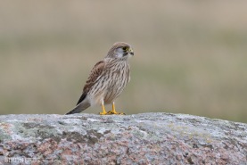 Tornfalk-9131