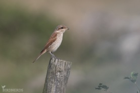 Törnskata-8355