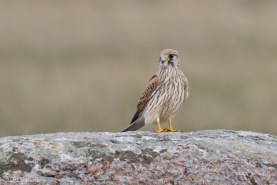 Tornfalk-9137