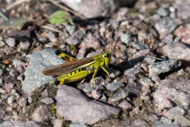 Kärrgräshoppa-4381