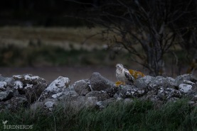 Ormvråk (Börringevråk)-6236