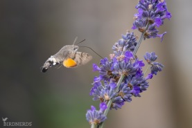 Stor dagsvärmare-8900