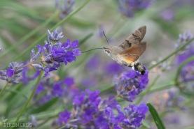 Stor dagsvärmare-8785