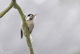 Mindre hackspett-9255