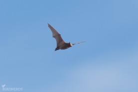 Större brunfladdermus-0619