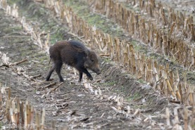 Vildsvin-0871