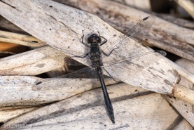 Svart ängstrollslända-1523