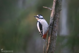 Större hackspett-5003