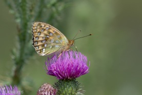 Ängspärlemorfjäril-5130