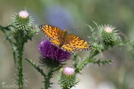 Ängspärlemorfjäril-5119