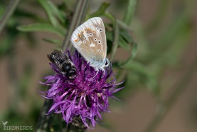 Väpplingeblåvinge-5578